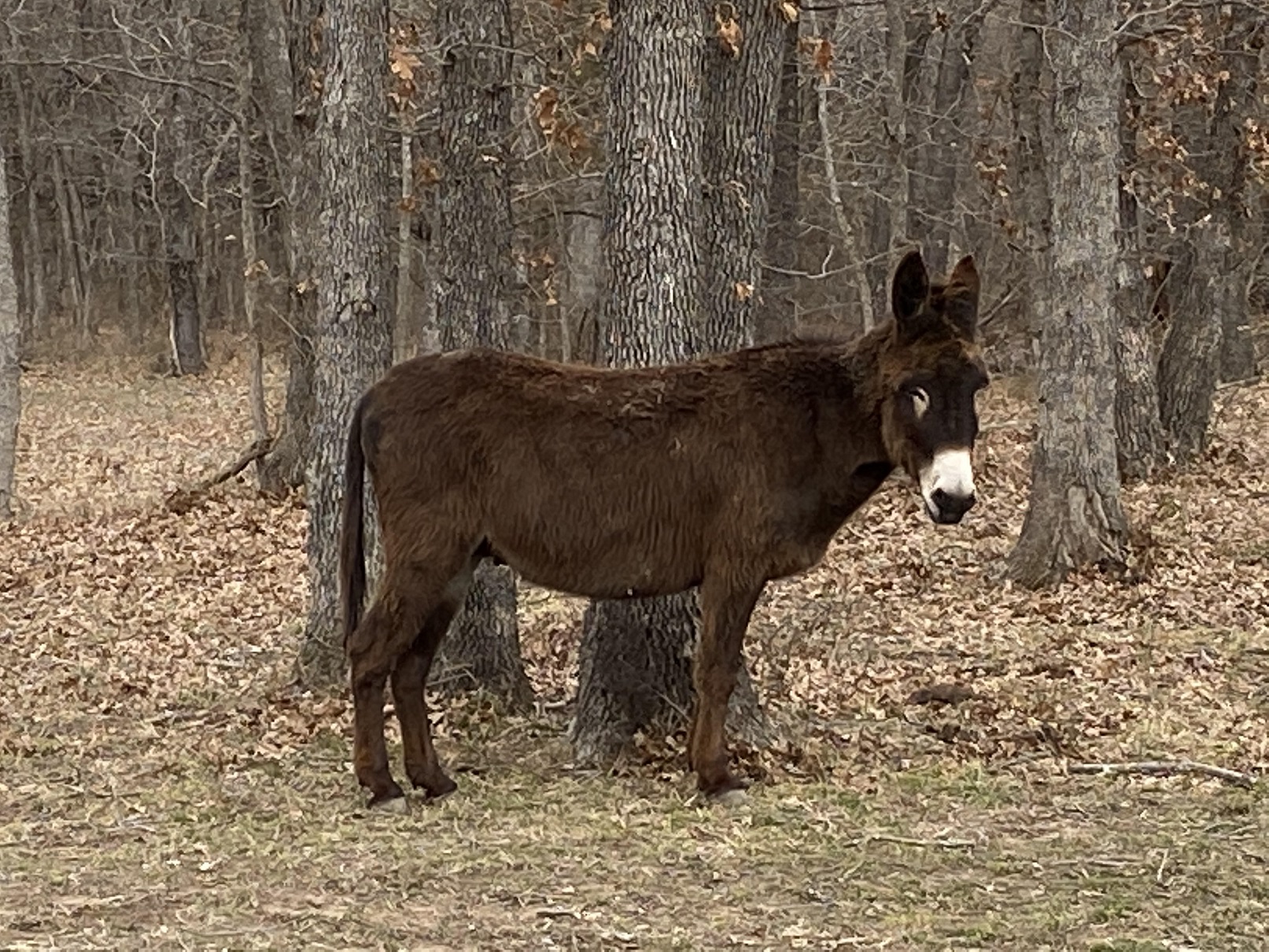 donkey 1 230220.jpg