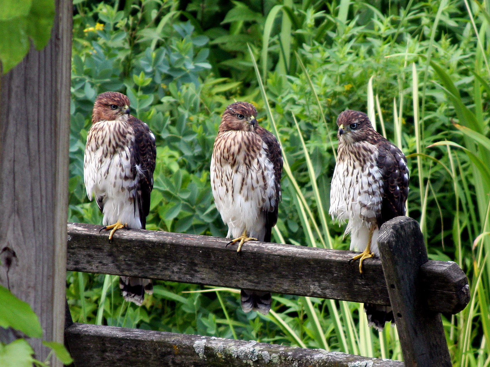 One adult and two juveniles sunning after a bath in the pond