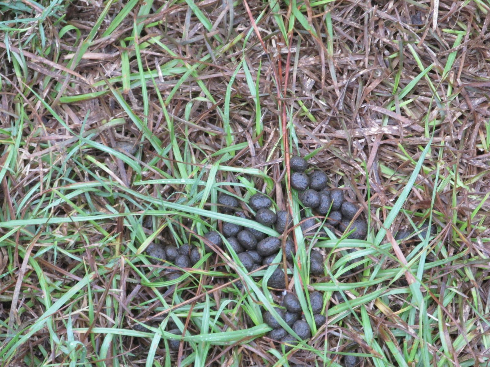 260927 001 deer poop 003.jpg