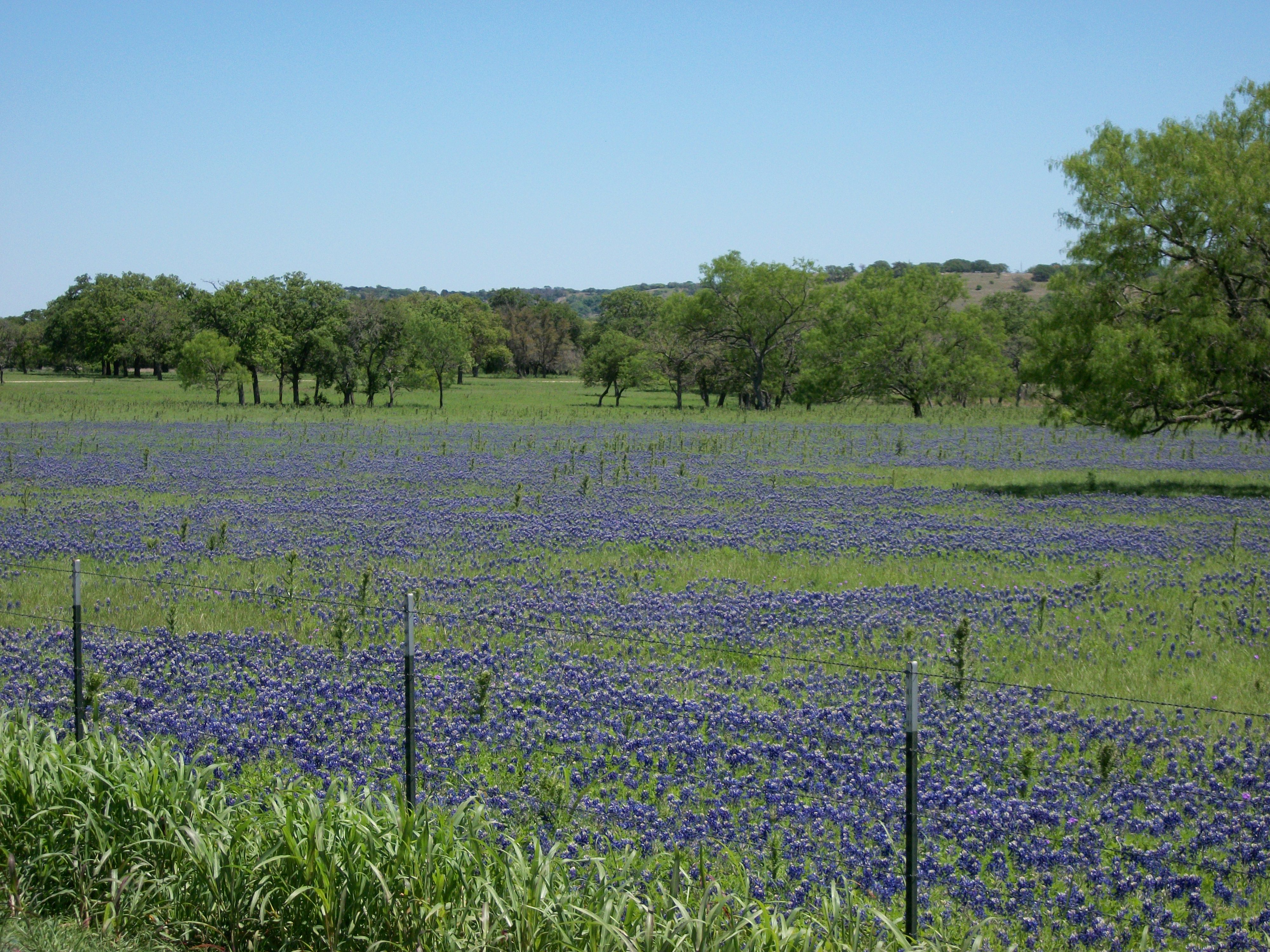 It would not be the Hill Country w/o bluebonnets