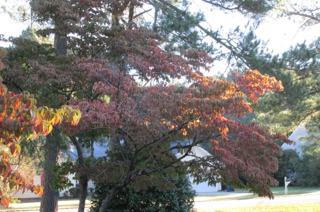 181022 001 dogwoods 001.jpg
