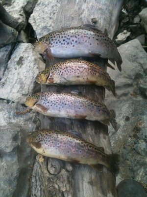 Keuka lake outlet browns caught with my buddies on panther martins and different varieties of bead head nymphs.