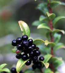 Huckleberry.jpg
