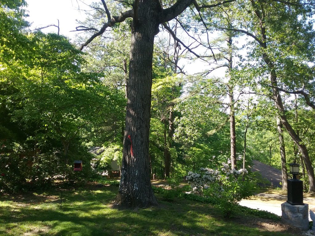 20190514_164816.jpg