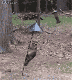 tapatalk_1559999694685.gif
