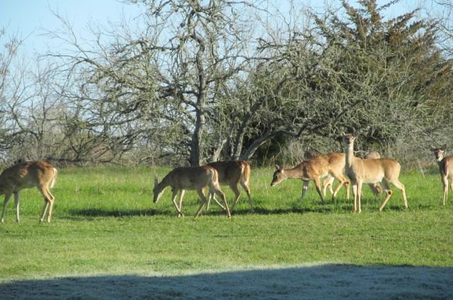 200227 001 morning deer 003.jpg