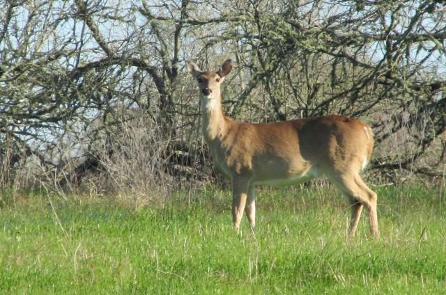 200227 001 morning deer 001.jpg