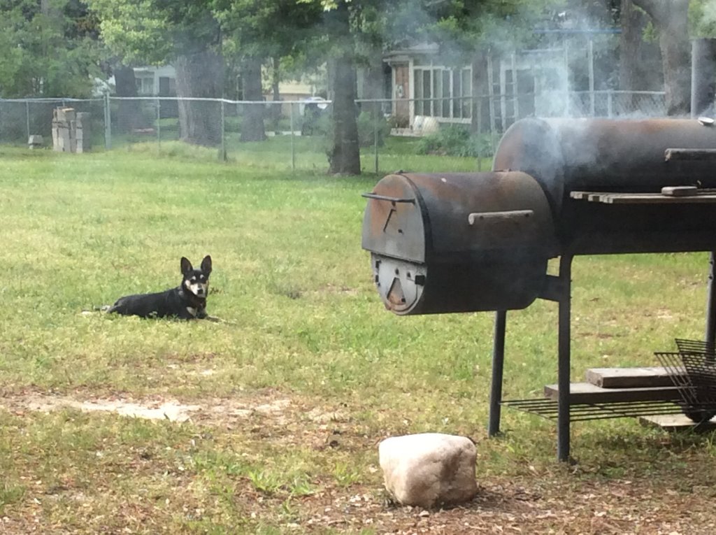 Buster guarding the smoker.jpg