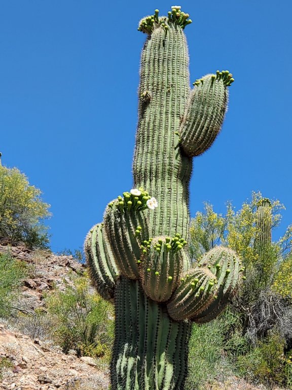 Saguaro.jpg