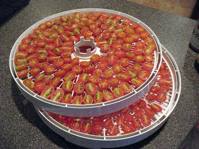 Fresh sliced tomatoes on dehydrator trays