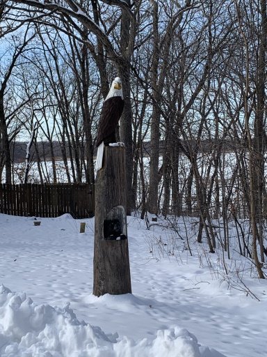 A white oak died and I had an eagle carved out of it.