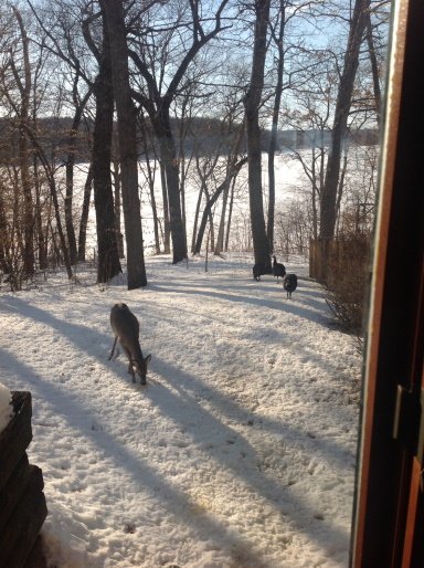deer and turkeys.jpg