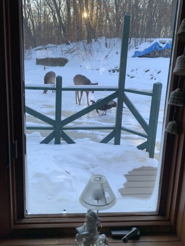 Front yard 3.jpg