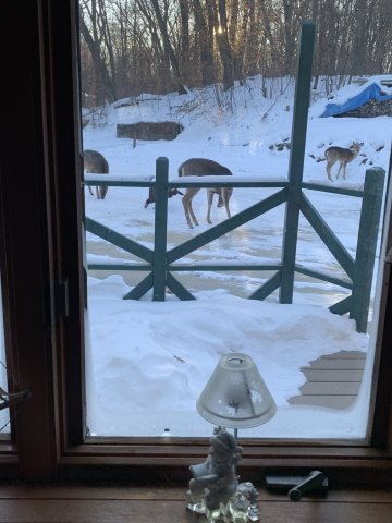 Front yard 4.jpg