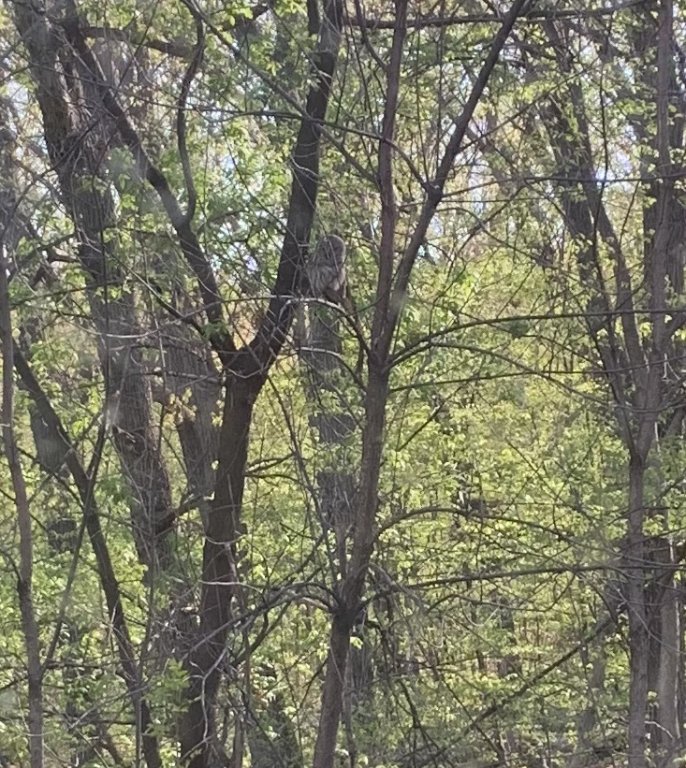baby owl3.jpg