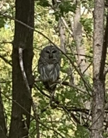 baby owl5.jpg