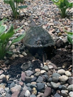 Turtle2.jpg
