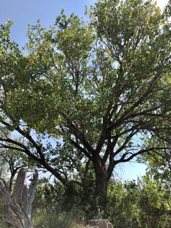C190461E-7769-40F1-87F5-AE62503C0933.jpeg