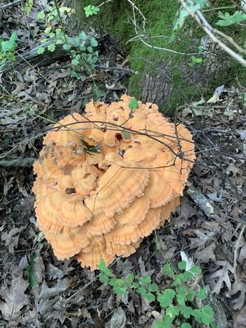 tree fungus.jpg