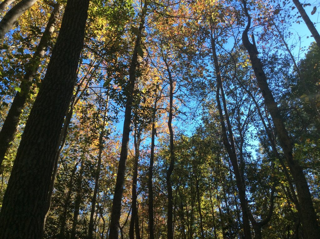 woods walk in late october 2021.jpg