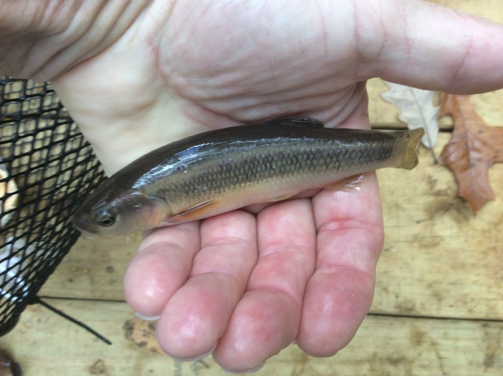good size for a creek minnow   10 28 21.jpg