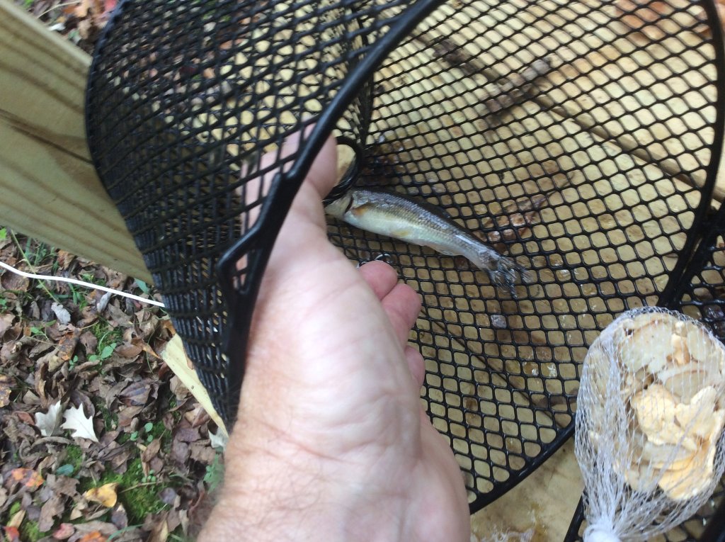 First minnow catch out the creek  10 28 21.jpg