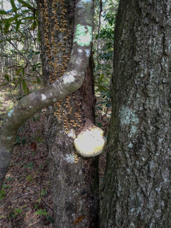 IMG_20211104_150557246.jpg