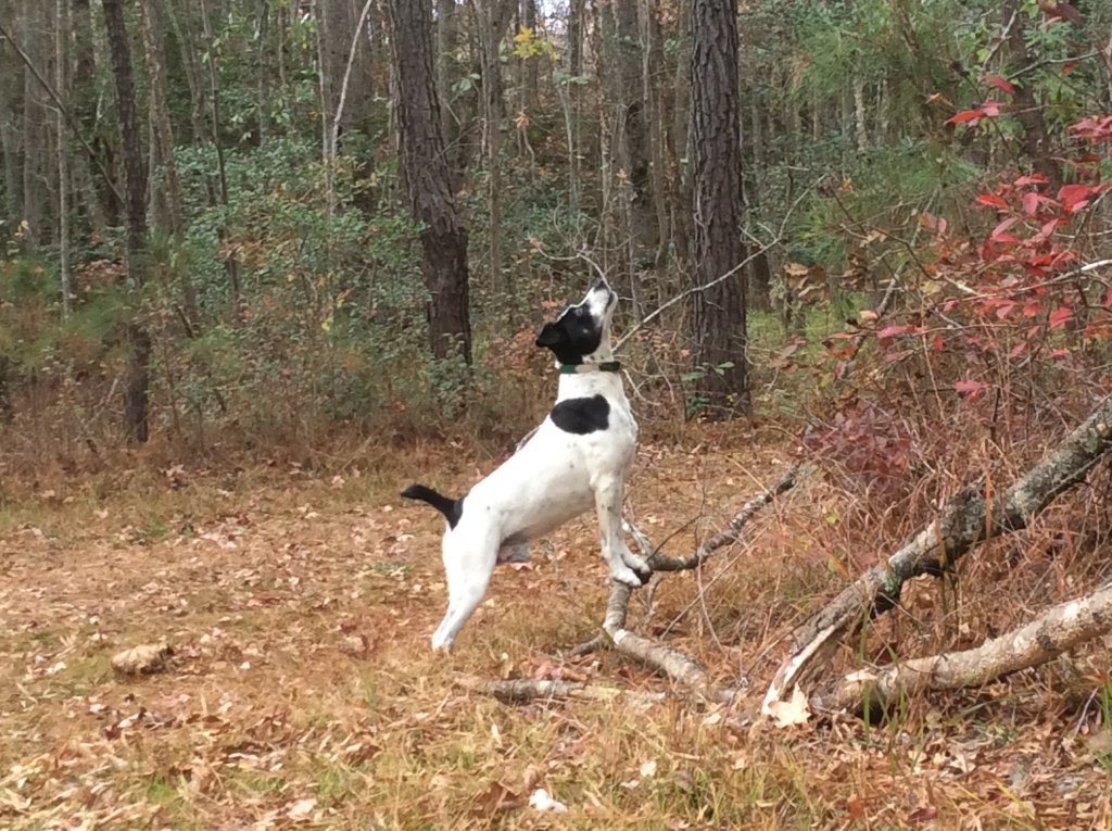 range pup Ace has something up a tree.jpg