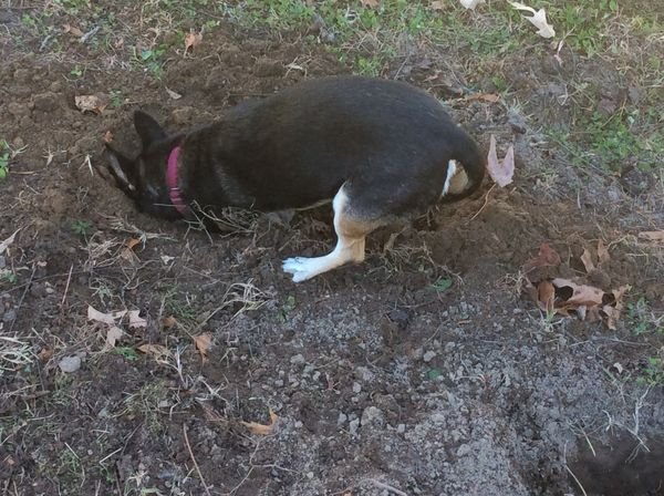 Buster puts everything into his work.jpg