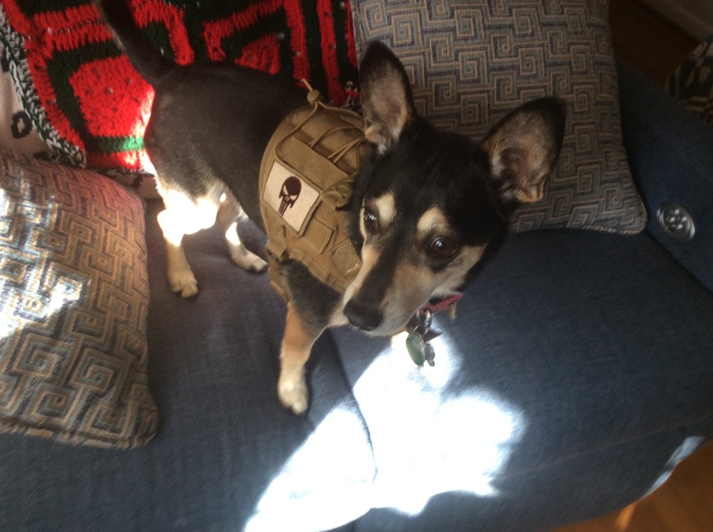 Buster ready to go.jpg