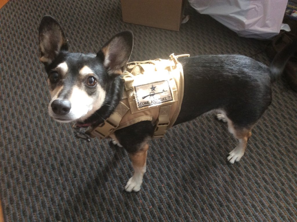 Buster likes his Christmas present   Tactical vest harness.jpg