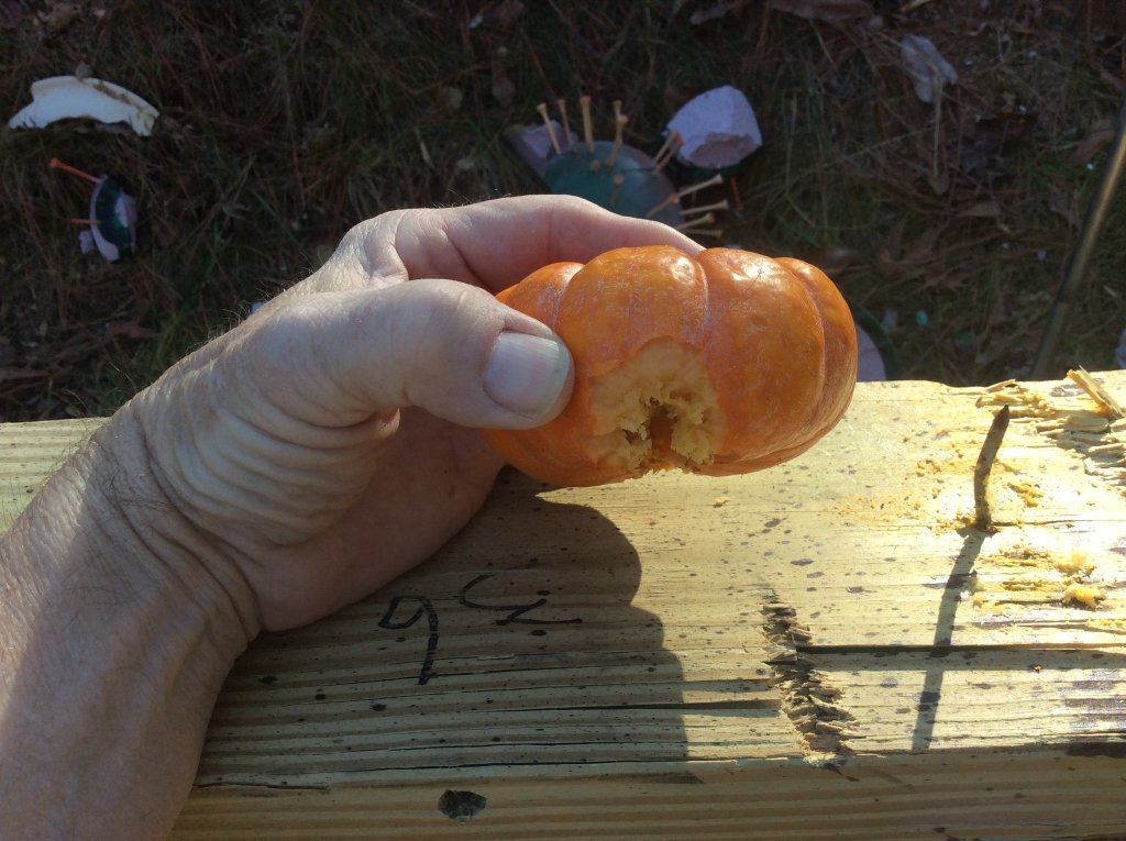 nice little pumpkin hit with the  1873 winchester 44.jpg