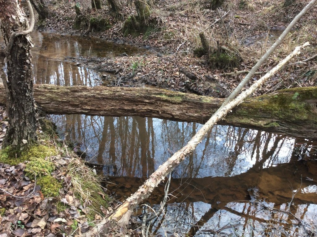 creek walk pic 11.jpg