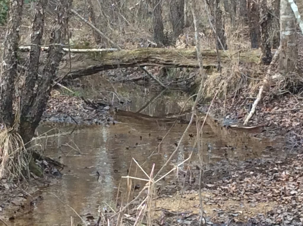 creek walk pic 6.jpg