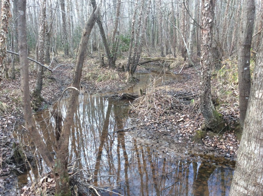 creek walk pic 5.jpg