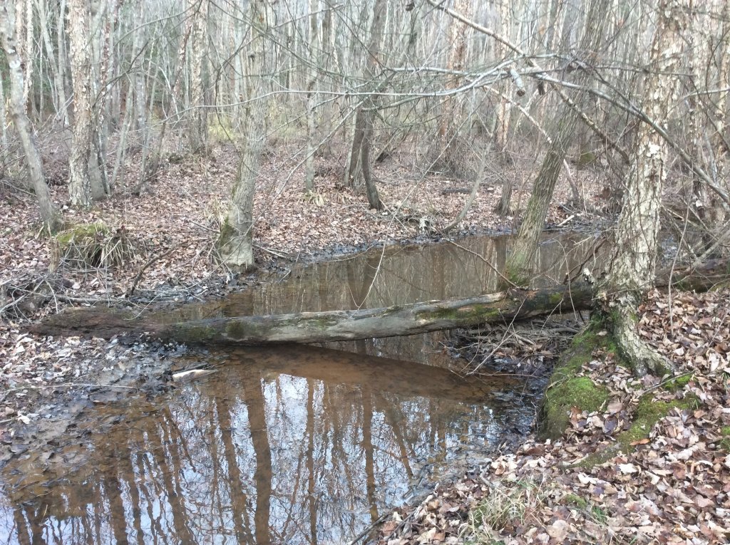 creek walk pic 4.jpg
