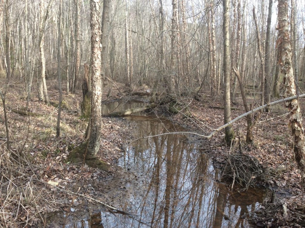 creek walk pic 3.jpg