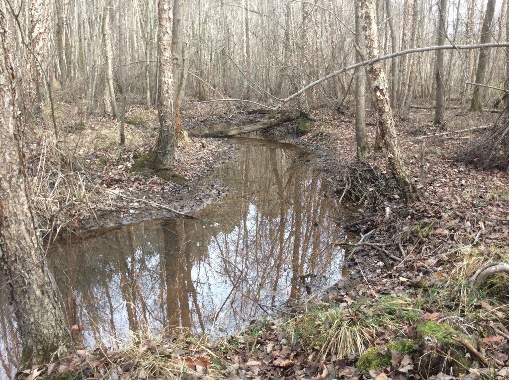 creek walk 12-31-21    pic 2.jpg