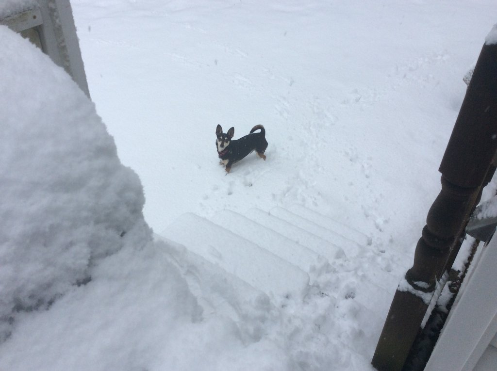 Buster enjoying the snow  jan 3- 22.jpg