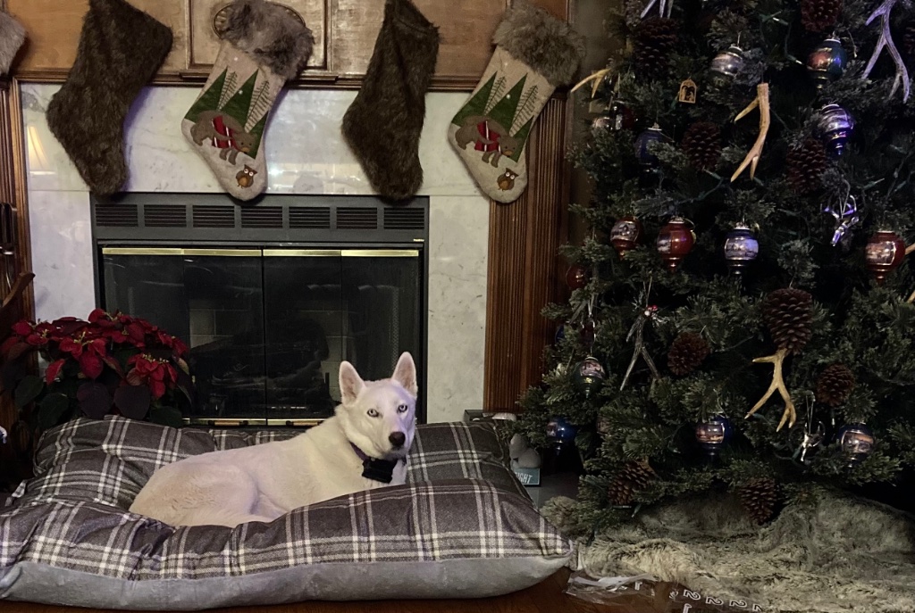 0D832542-3B02-487E-A495-CFE5331020E6.jpeg