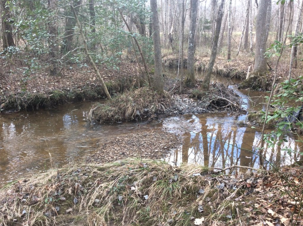 little island in the creek.jpg