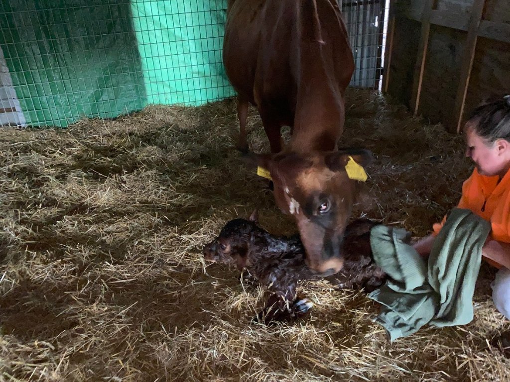 it's a bull 220117 c.jpg