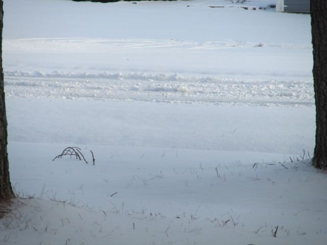 220122 001 3.5 inches of snow 010.jpg