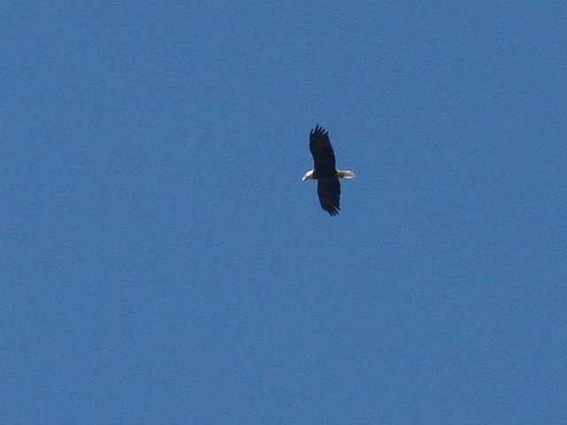 Flying above my deck