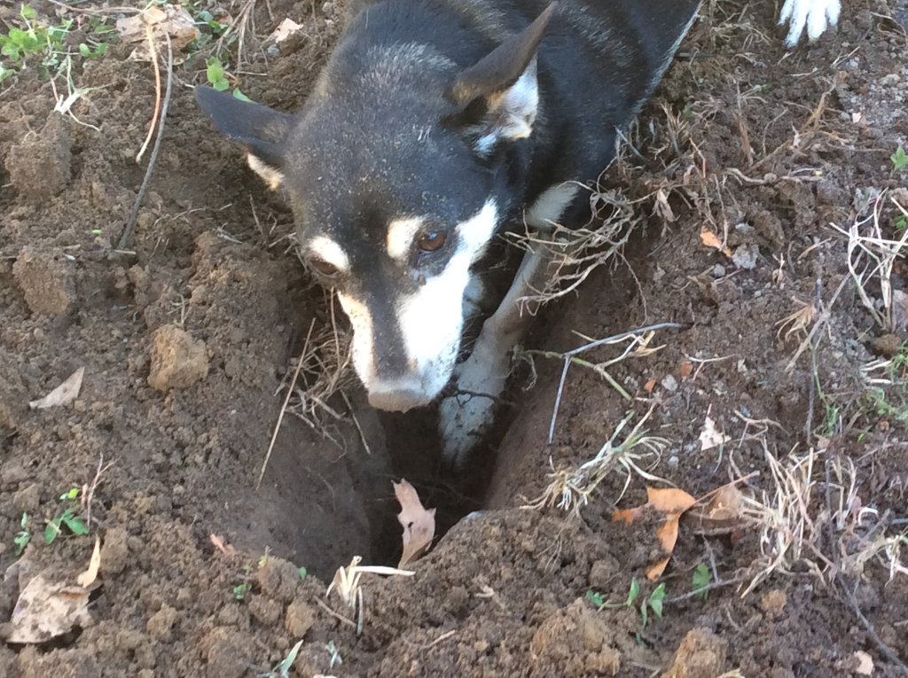 Yes....I am trenching here.....go away.jpg