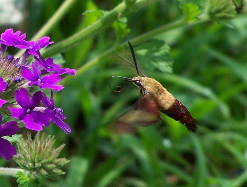 hummingbird moth kbf.jpg