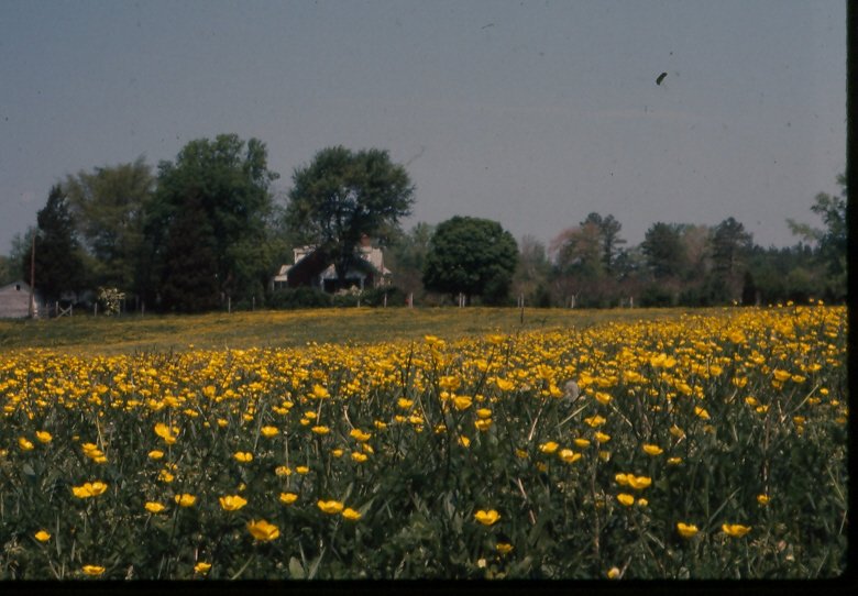 buttercups 1.jpg