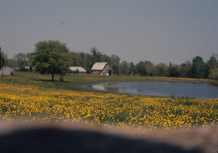 wildflowers 1.jpg