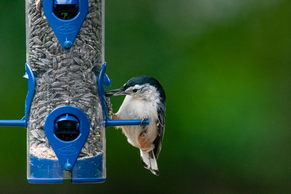 _DAB0321.jpg