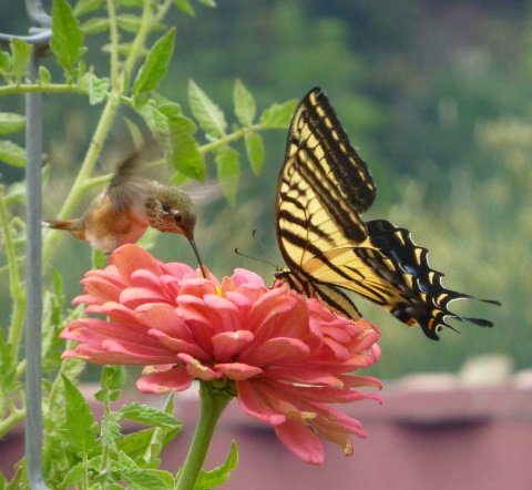 Hummingbird butterfly.jpg
